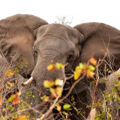 Почему 8 из 10 бизнес-проектов в Африке сгорают — и как сделать наоборот